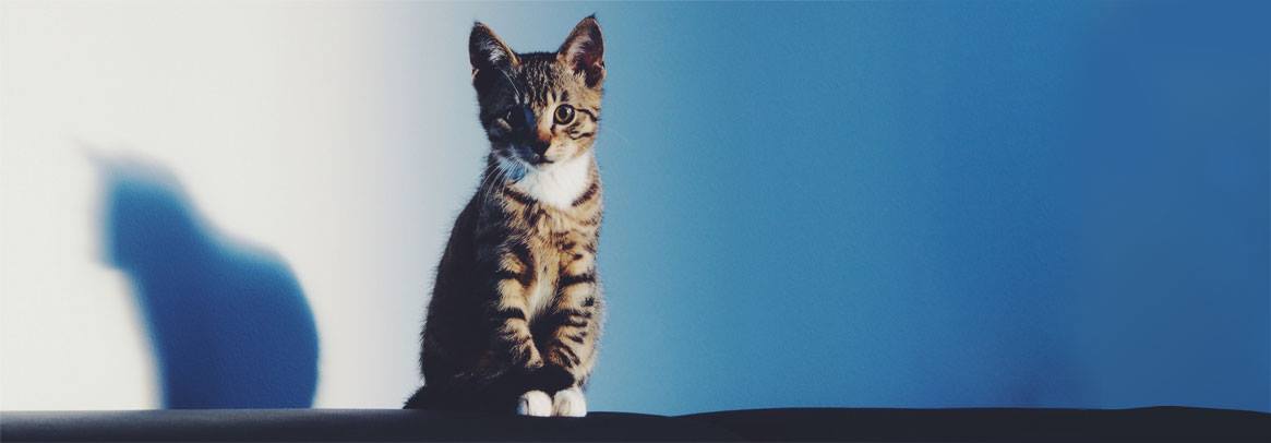 chaton à donner