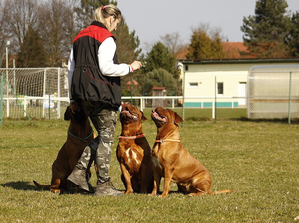 petsitter