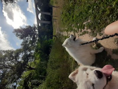 petsitter