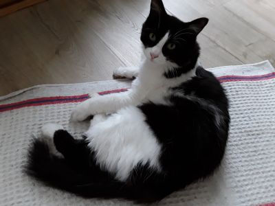 petsitter