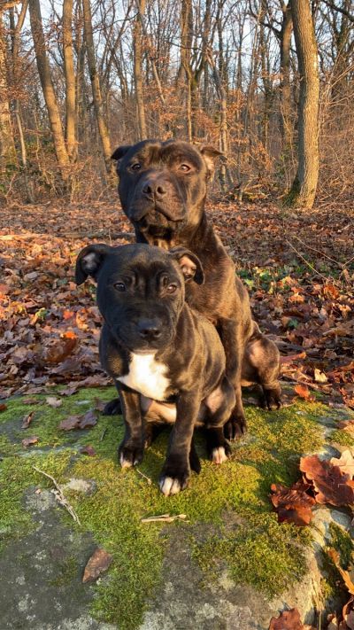 petsitter