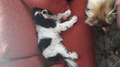 petsitter
