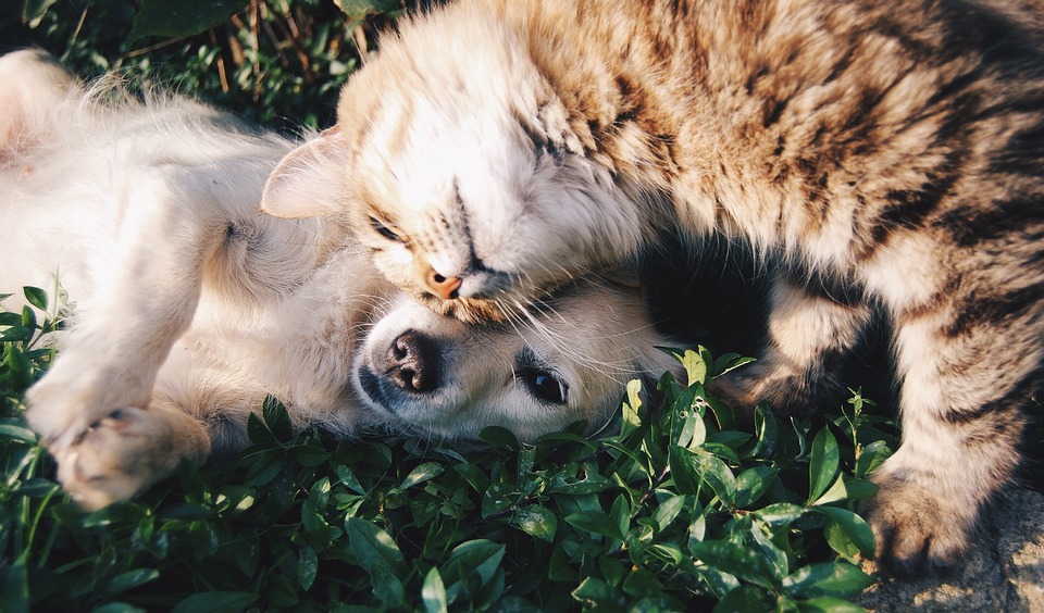 petsitting