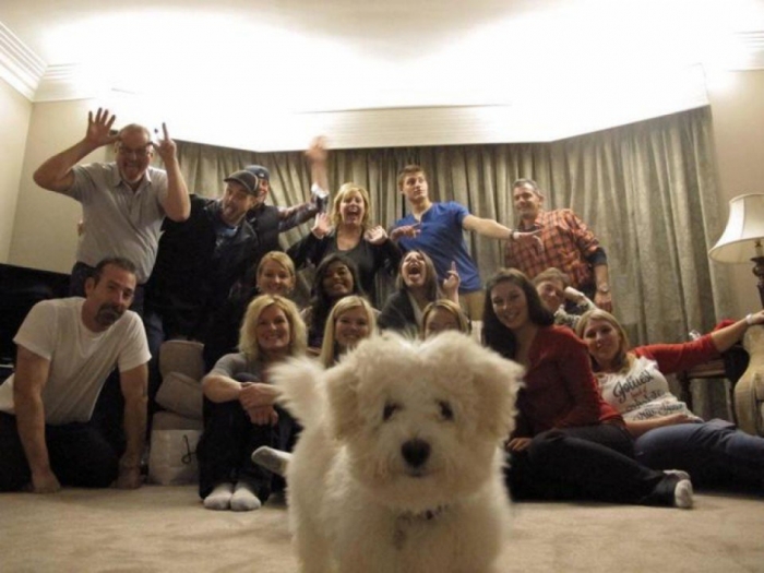 photo chien
