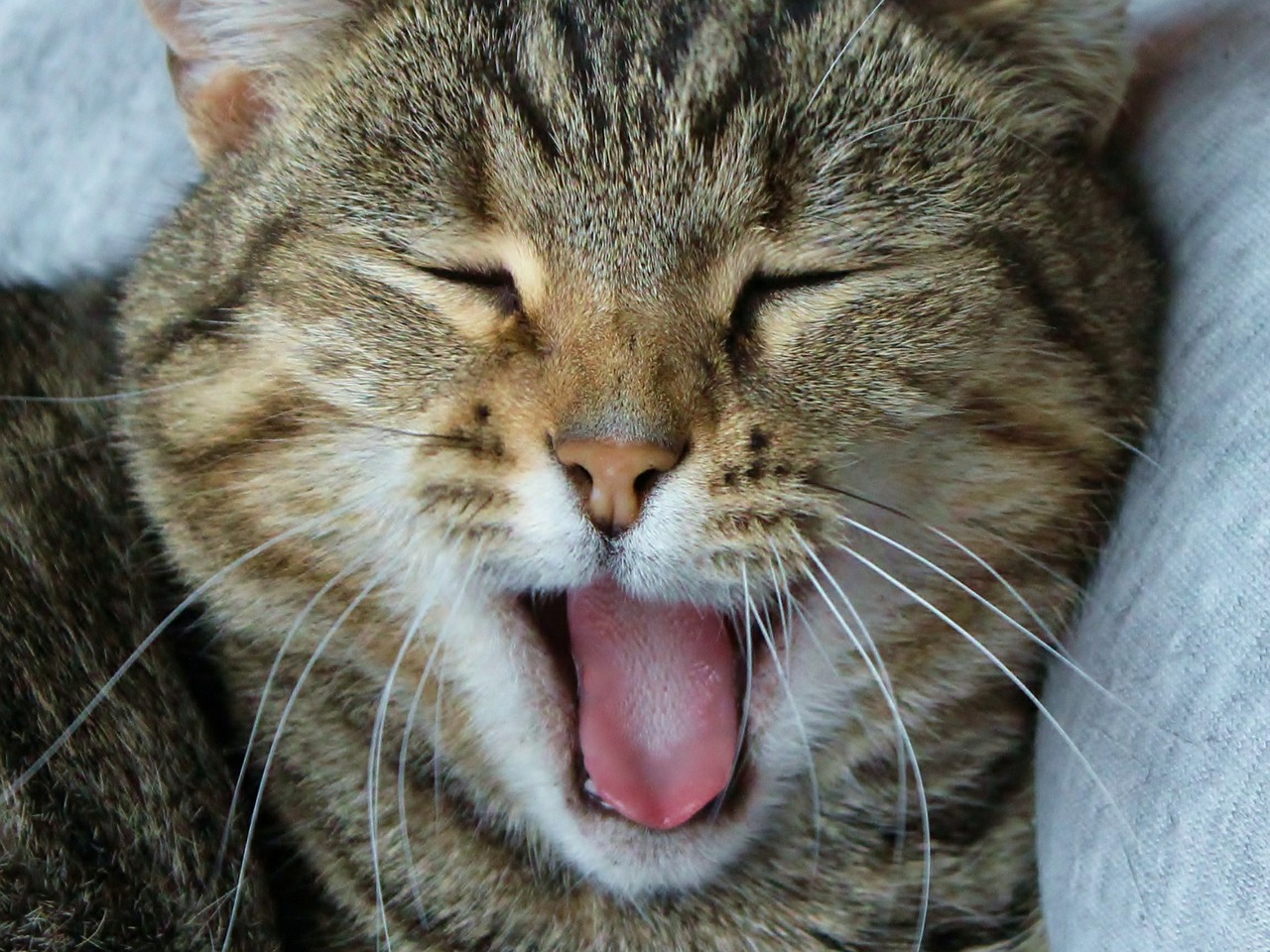 video animaux