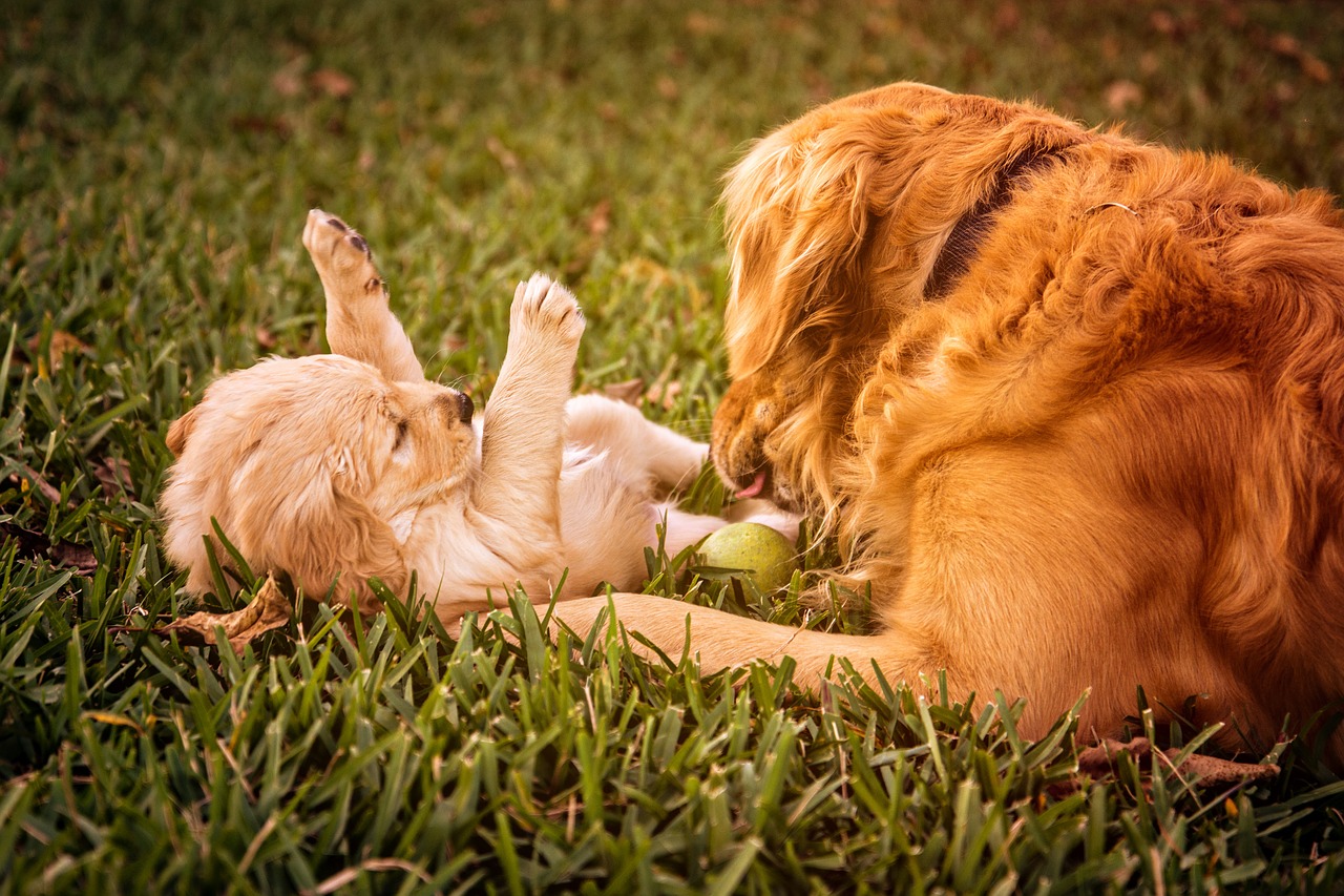 empathie animale