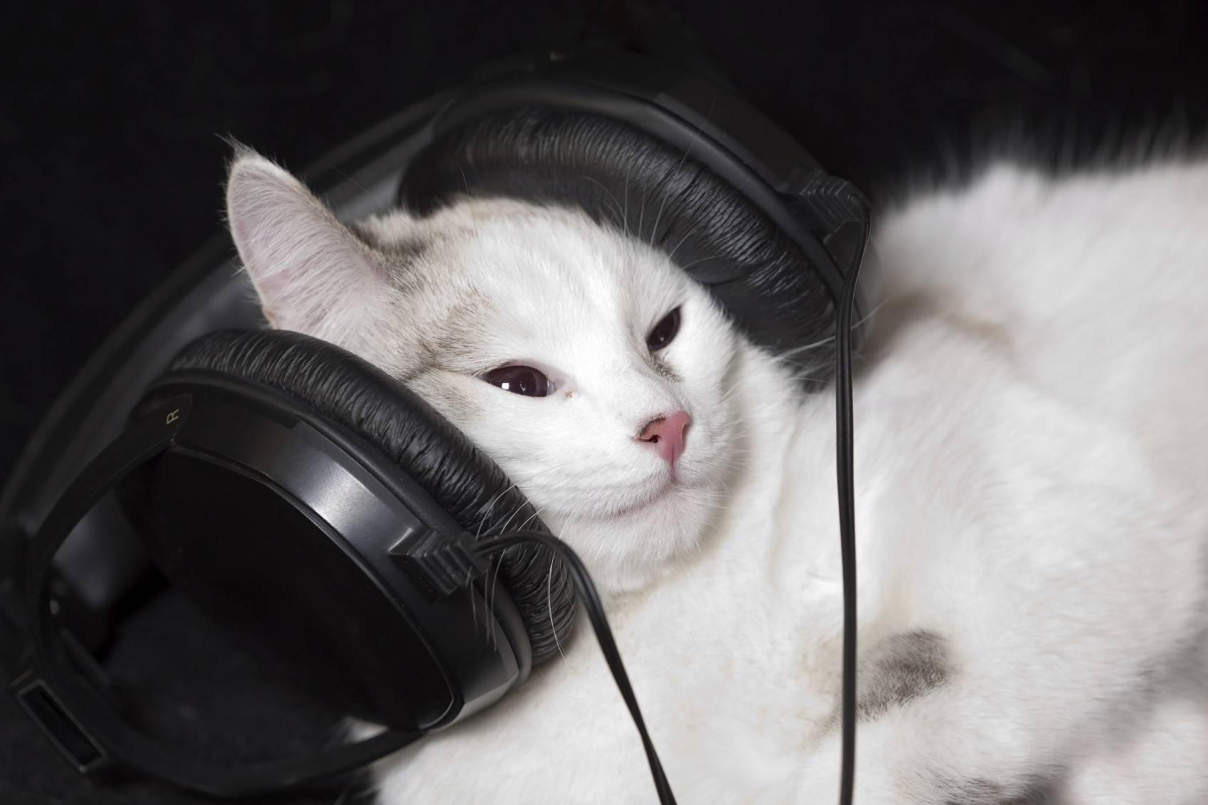 chat musique
