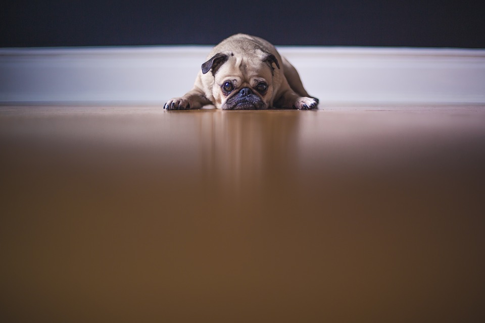 maltraitance animaux